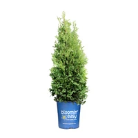 Private Jet™ Arborvitae