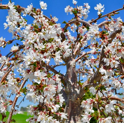 Weeping Yoshino Flowering Cherry