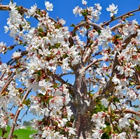 Weeping Yoshino Flowering Cherry