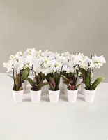 Orchid Party Pack