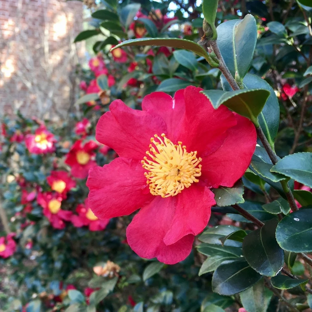 Yuletide Camellia