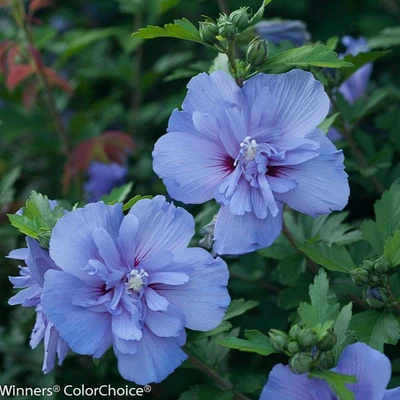 Blue Chiffon® Rose of Sharon