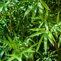 Fernleaf Multiplex Bamboo