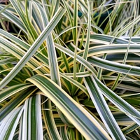 Carex Feather Falls™