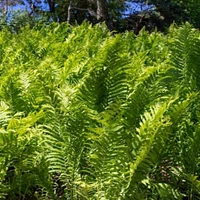 Ostrich Fern
