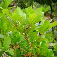 Miracle Fruit