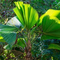 Ruffled Fan Palm