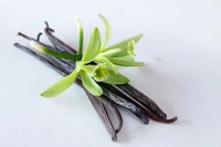 Vanilla Bean Plant