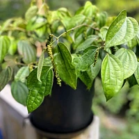 Black Pepper Plant