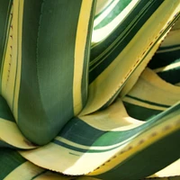 Agave Americana Mediopicta Alba