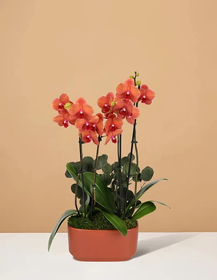 Double Orchid