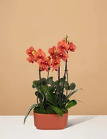 Double Orchid