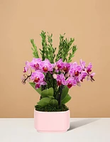 Double Orchid