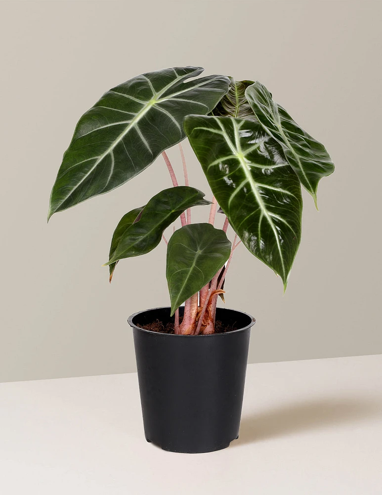 Alocasia Pink Dragon