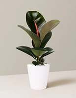 Ficus Chloe