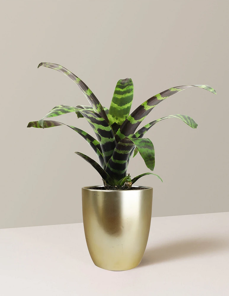 Bromeliad Splenriet