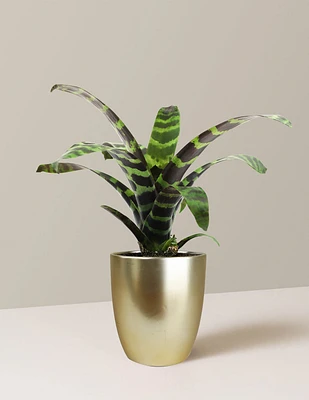 Bromeliad Splenriet