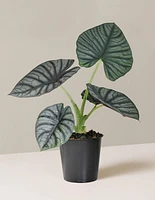 Alocasia Silver Nebula