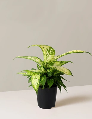 Dieffenbachia Star Bright