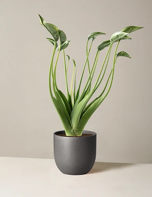 Alocasia Tiny Dancer