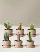 Cacti Assortment with Planters