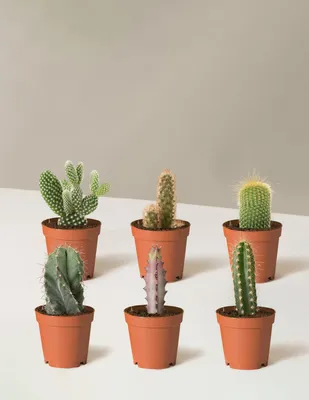 Cacti Assortment