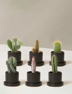 Cacti Assortment with Planters