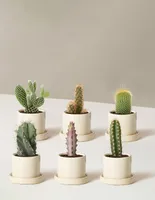 Cacti Assortment with Planters