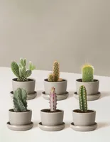 Cacti Assortment with Planters