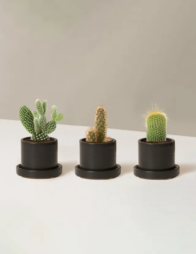 Pet&Friendly Plant Parent Set w/Planters | Hyde - The Sill