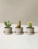 Cacti Assortment with Planters