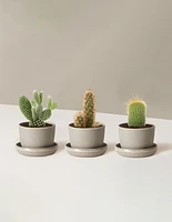 Succulent Assortment