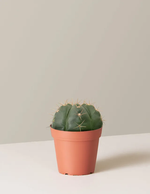 Cuddly Cactus - Small / Grow Pot / Plastic