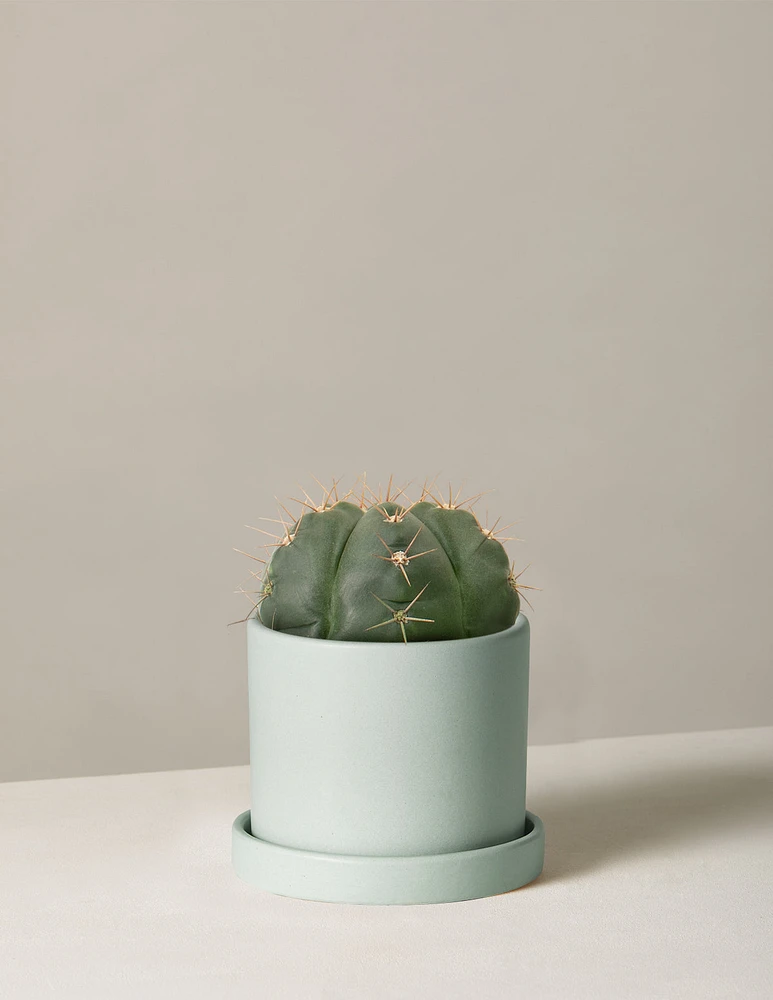 Ball Cactus