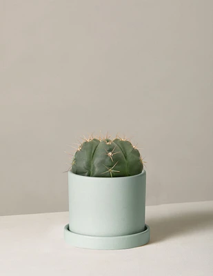 Ball Cactus
