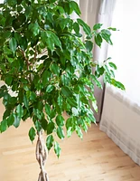 Braided Benjamina Ficus