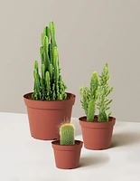 Desert Garden Cacti Trio