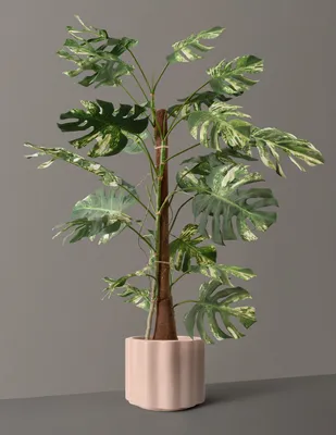 Faux Variegated Monstera Tree