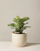 Fiddle Leaf Fig