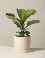 Fiddle Leaf Fig