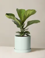 Fiddle Leaf Fig