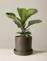 Fiddle Leaf Fig