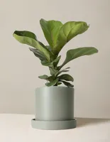 Fiddle Leaf Fig