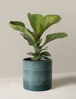 Fiddle Leaf Fig