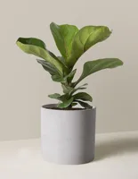 Fiddle Leaf Fig