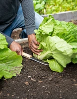 Gardener's Lifetime Hori Hori Knife