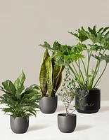 ‘Hope Garden’ Houseplant Bundle