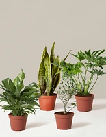 ‘Hope Garden’ Houseplant Bundle