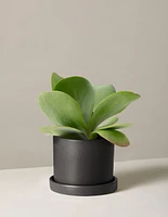 Kalanchoe Flapjack
