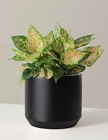 Large Aglaonema Lucky Red